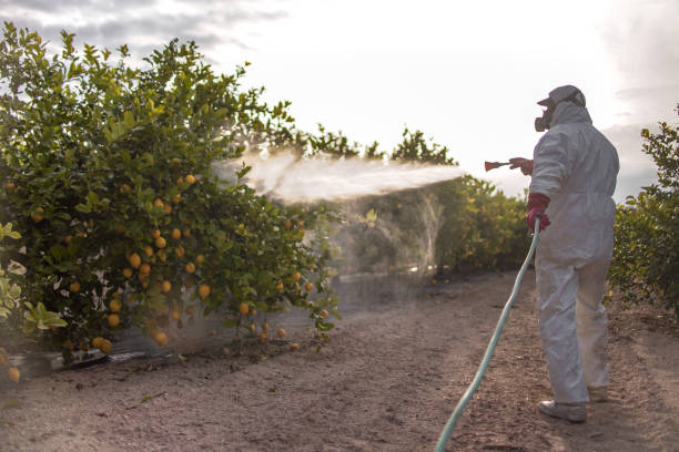 Best Pest Removal Services  in Camp Wood, TX