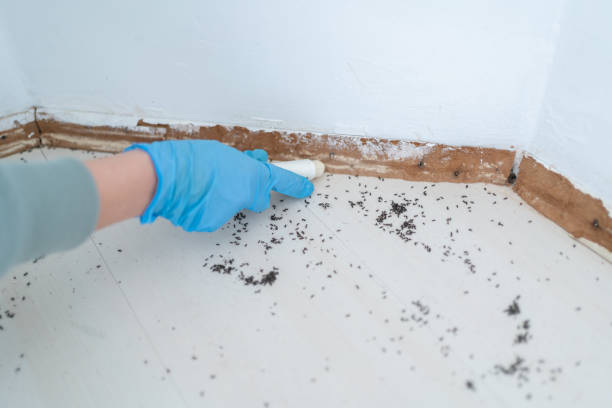 Best Mosquito Control Services  in Camp Wood, TX